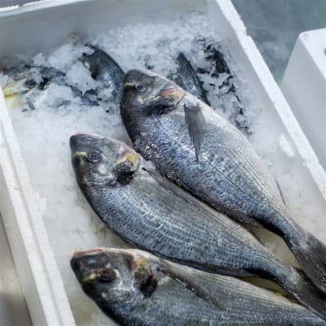 Coming Soon - Fresh Seafood Business - Easy To Run