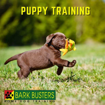Bark Busters Dog Training Franchise