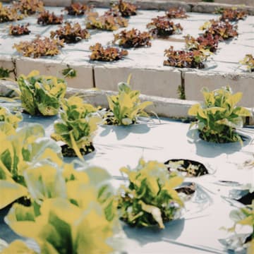 Coming Soon-Tasmania's Long-Established Hydroponics Business