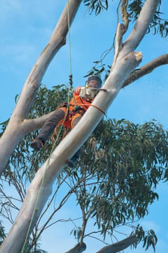 Arborist Business with Council Contract for Sale ST1587