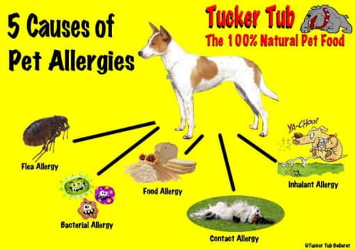 JOIN THE TUCKER TUB TEAM – HOME DELIVERED PET FOOD SERVICE - BALLARAT