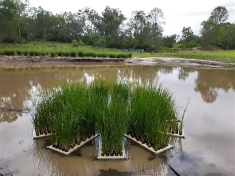 NATURES ENGINEERING WONDER PLANT