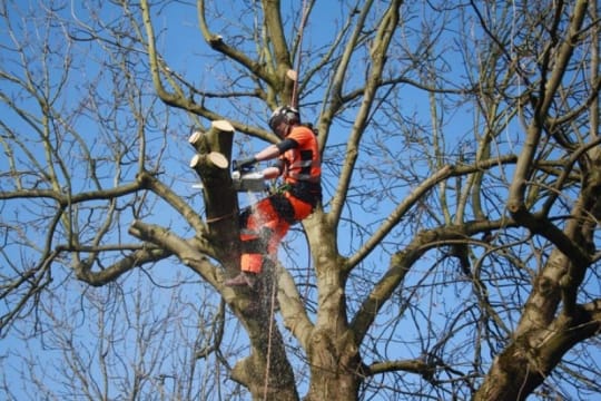 Established Arboricultural Business For Sale