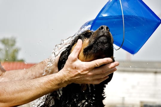 Modern Dog Wash & Laundromat (NOR, Perth)