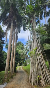 Daintree Rainforest Luxe Eco Lodge For Sale