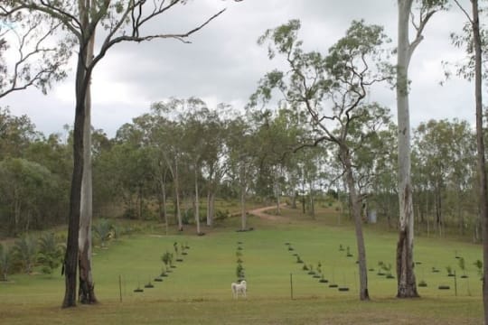NATURES ENGINEERING WONDER PLANT