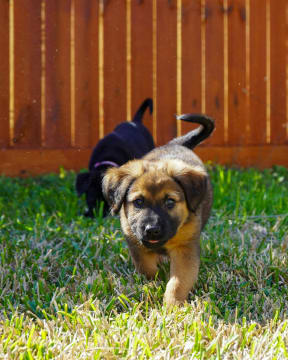 Profitable Puppy Breeding Business - waitlist to 2028