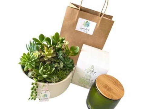 Succulent Surprise - Established Online Plant Store and Gifting Brand - National Opportunity