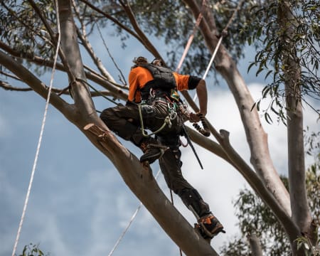 Profitable Arboriculture Business QLD