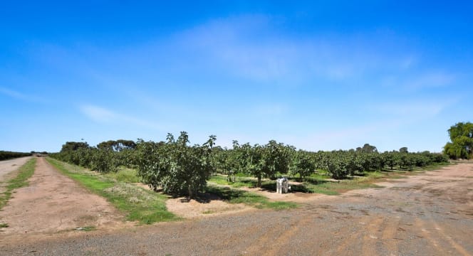Premium Commercial Fig Orchard | Freehold Land | Established Agribusiness