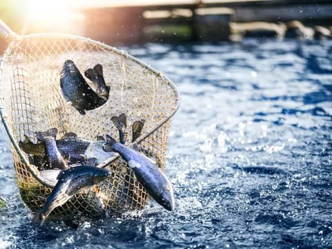Profitable Commercial Fishing Business for Sale - NSW Coastal