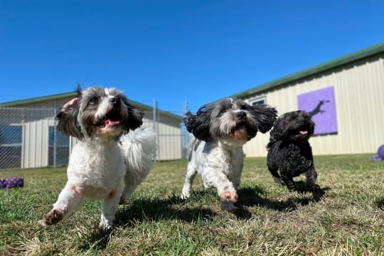 Canineology Centre | Established Doggy Day Care, Dog Grooming & Pet Transport Business - For Sale...