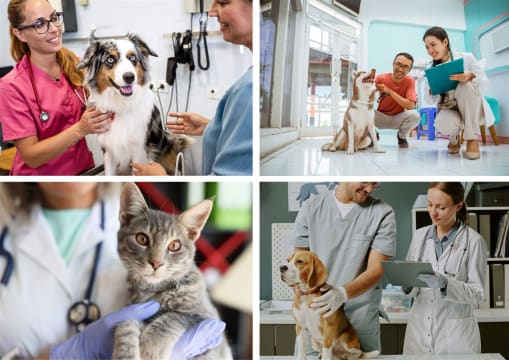 Exceptional  Veterinary Business for Sale  South East Of Victoria