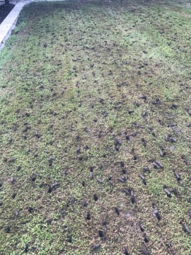 Highly Profitable Lawn Renovation & Sports Field Maintenance Business