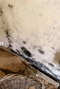 Queensland Pest Inspections & Reports Gold Coast