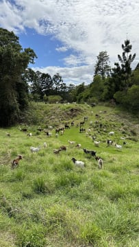 Profitable Eco Vegetation Management Business, Northern NSW