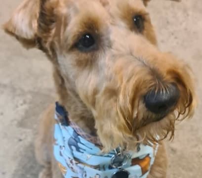 Dog Cafe and Spa - Moonee Beach, NSW