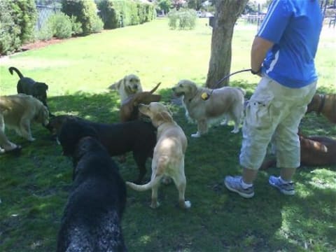 Professional Dog Walking and Pet Sitting Business for Sale