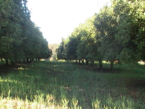 Farm Located in north NSW