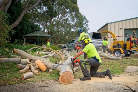Arborist Business with Council Contract for Sale ST1587