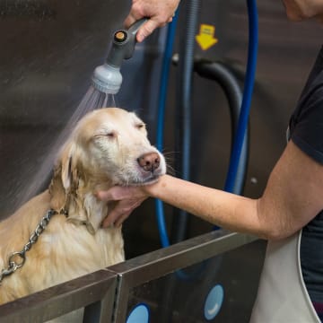 Pet Grooming Business - Western Suburbs