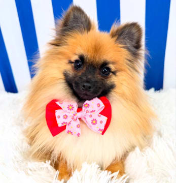 Luxury Dog Grooming Salon and Dog Daycare Centre – Camden, NSW