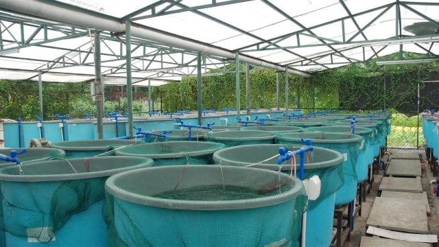 Longstanding & Scalable Fish & Vegetable Production Wholesaler and Restaurant