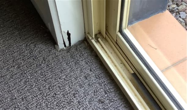 Queensland Pest Inspections & Reports Gold Coast