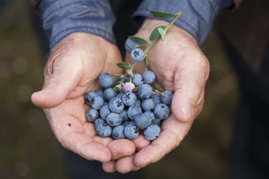 Blueberry Greens Award-Winning Farm + Freehold Lifestyle Property