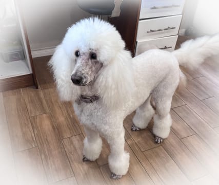 DOG GROOMING BUSINESS