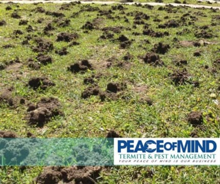 Established Termite & Pest Management Business Flexible, Mobile Operation. WIWO