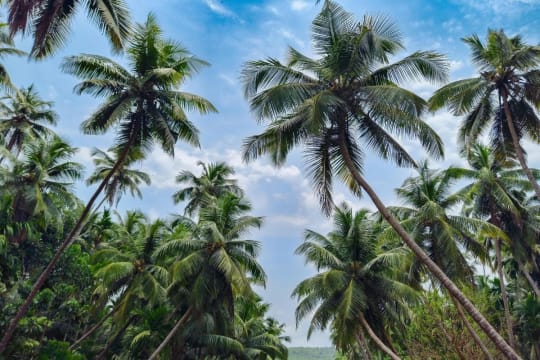 Exotic Wholesale Nursery  Sunshine Coast | Proj. Profit $344,750