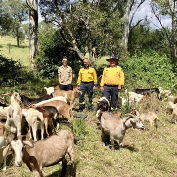 Profitable Eco Vegetation Management Business, Northern NSW