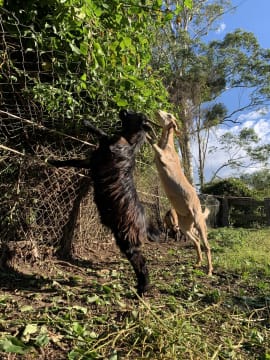 Profitable Eco Vegetation Management Business, Northern NSW
