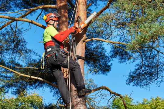 Proven Arboriculture Business with Management Potential