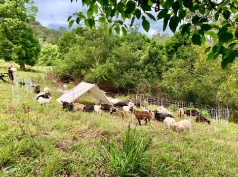 Profitable Eco Vegetation Management Business, Northern NSW
