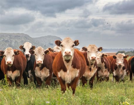 Australia's Progressive & Innovative Meat Exporters - 5875