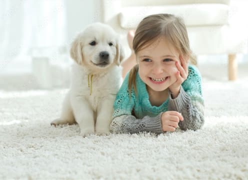 Established Flooring and Window Furnishings Business-Mackay