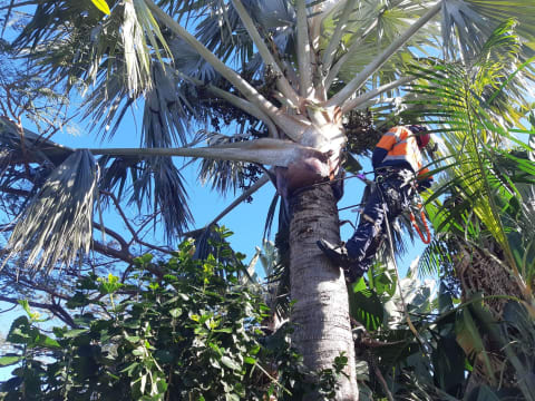 Two Long-Established Arborist Businesses with Strong Cashflow & Major Contracts