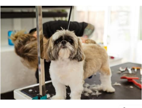 PRICE REDUCED Mobile Dog Wash & Grooming Brisbane Northside