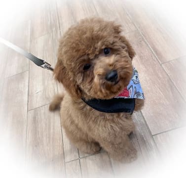 DOG GROOMING BUSINESS
