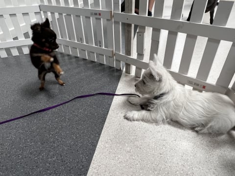 Puppy and Dog Training School