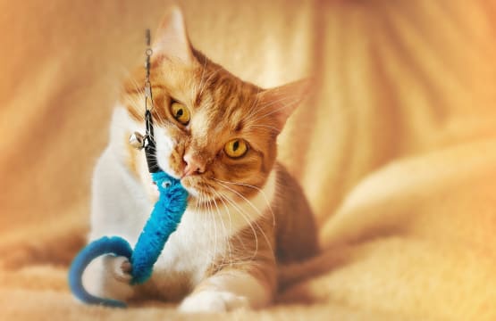 Highly Profitable E-Commerce Pet Supply Business | $300k EBIT | Melbourne Metro [2603061]