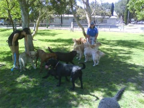 Professional Dog Walking and Pet Sitting Business for Sale