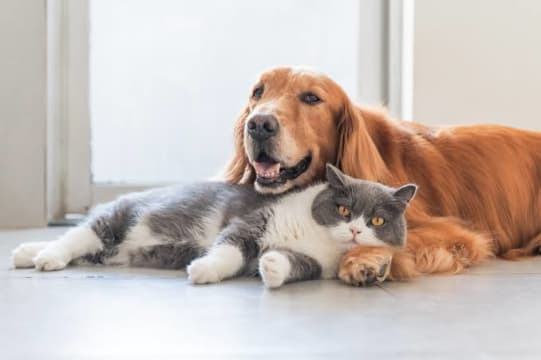 "SPECIALIST PET WELLNESS & NATURAL NUTRITION BUSINESS ESTABLISHED BRAND WITH EXCITING GROWTH POTE...