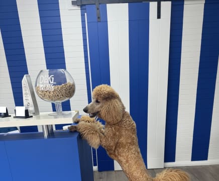 Luxury Dog Grooming Salon and Dog Daycare Centre – Camden, NSW
