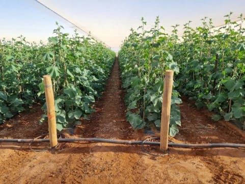 Horticulture Business & 58 Acre Asset | $1.5M+ Capability | Walk-In Walk-Out