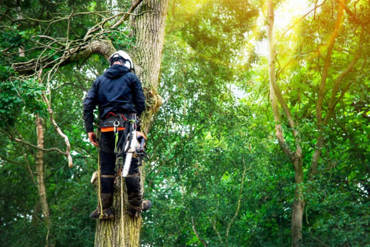 Expand Your Reach with this Proven Arboriculture Operation