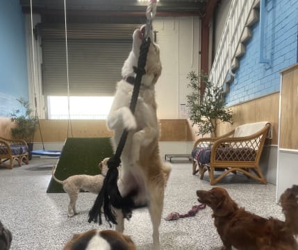 Luxury Dog Grooming Salon and Dog Daycare Centre – Camden, NSW