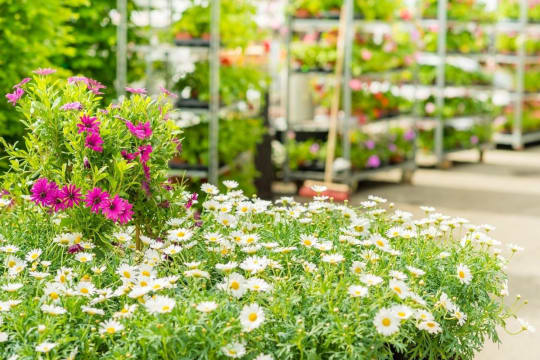 Established Garden Centre and Landscape Supplies with Significant Growth Potential